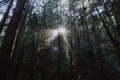 Low angle view of sunlight streaming through trees in forest