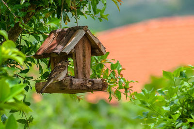 Close-up of birdhouse on a tree