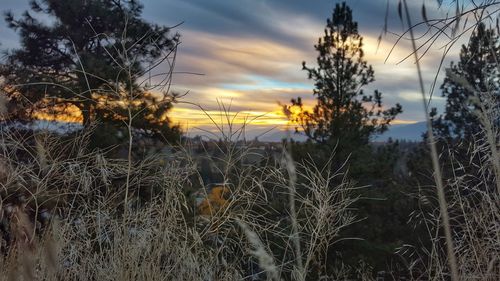 Silhouette plants on field against sky during sunset
