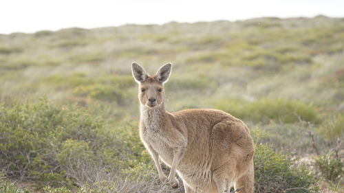 Portrait of lion standing on field