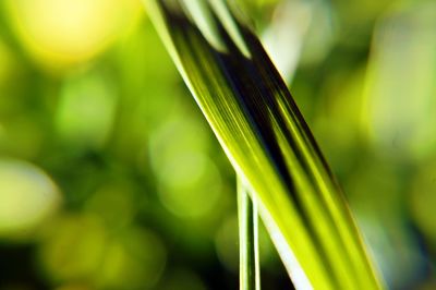 Close-up of fresh green plant