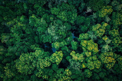 Drone shot of fresh green plants