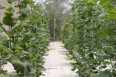 Plants growing in greenhouse