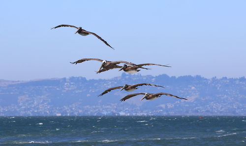 Seagulls flying over sea against clear sky