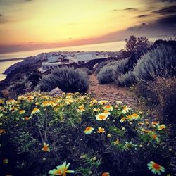 Plants growing on landscape