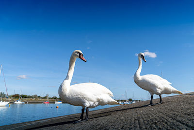 View of swans on lake
