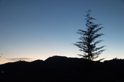 Silhouette tree against clear sky