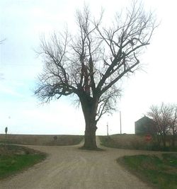 Bare trees on road