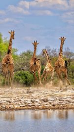 View of giraffe in water