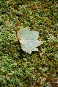 Close-up of water drops on leaf