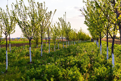 View of vineyard against sky