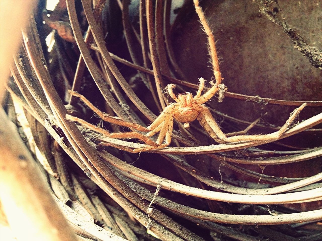 animal themes, one animal, close-up, wildlife, insect, animals in the wild, indoors, spider, high angle view, selective focus, spider web, animal body part, detail, part of, no people, nature, day, twig, wood - material