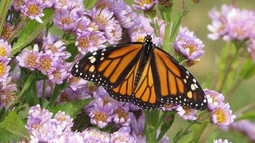 Close-up of butterfly pollinating on flower