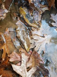 Full frame shot of dried autumn leaves in water