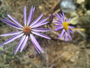 Close-up of purple flowering plant