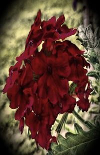 Close-up of red flowering plant