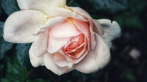 Close-up of pink rose