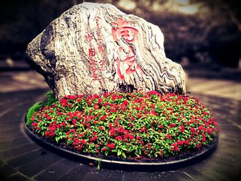 Close-up of red flowers