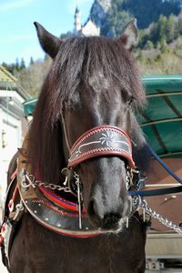 Close-up of a horse