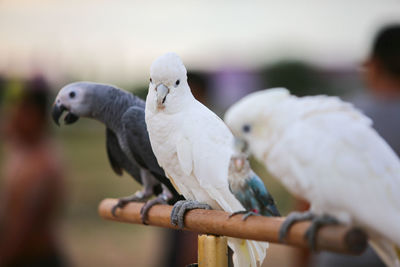 Close-up of birds perching