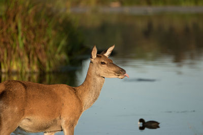 Close-up of fallow deer by a lake