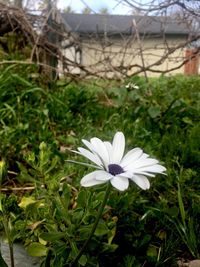 Close-up of white flower