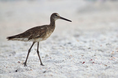 Close-up of bird on sand