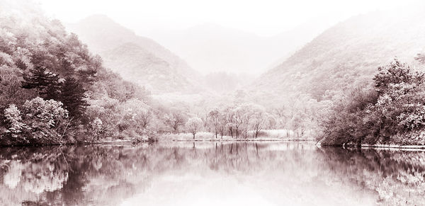 Reflection of trees in lake