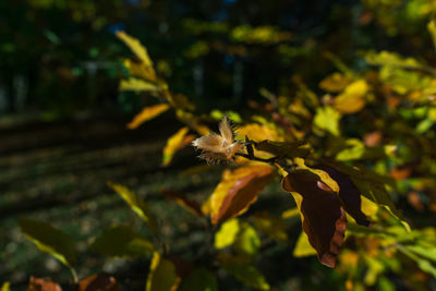 Close-up of yellow flowering plant