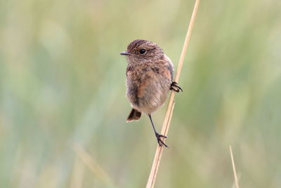 Close-up of bird perching on twig