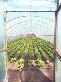 Close-up of potted plants in greenhouse