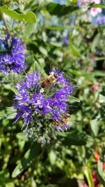 Close-up of honey bee on pink flower