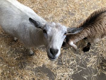 High angle view of goats in barn