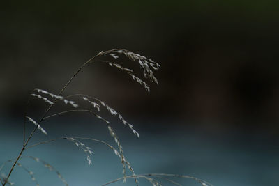 Close-up of dry plant against sky