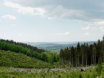 Scenic view of forest against sky