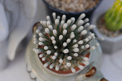 High angle view of succulent plant on table