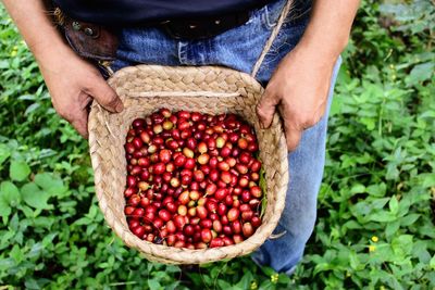 Midsection of person holding fruits in basket at farm