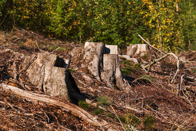 Tree stump on field in forest