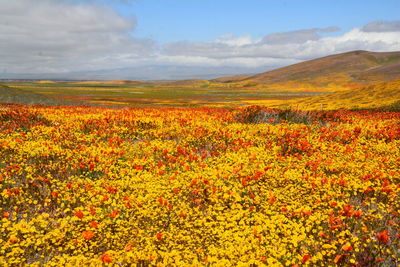 Scenic view of flowering plants on field against sky