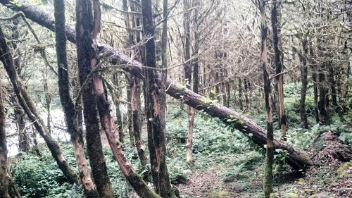 Trees in forest