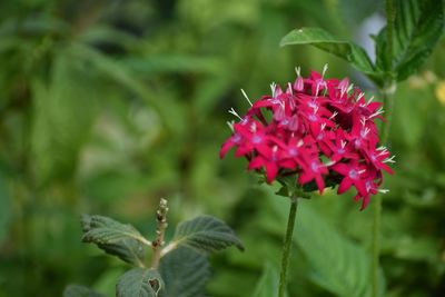 Close-up of pink flowers blooming outdoors