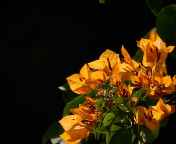Close-up of yellow flower