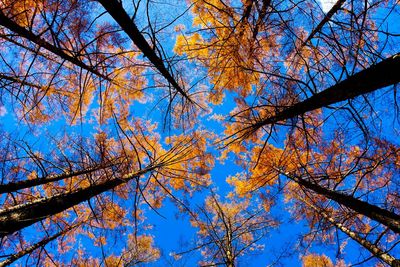 Low angle view of autumn trees against blue sky