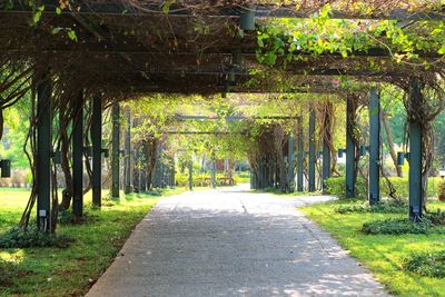 Walkway amidst trees