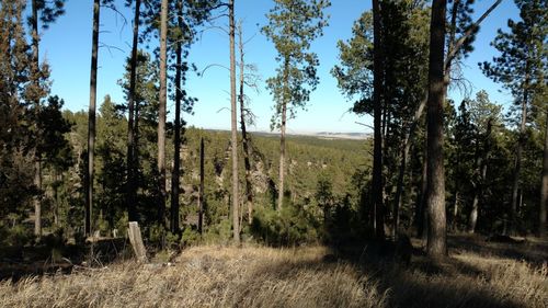 Trees growing in forest against clear sky