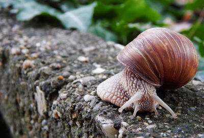 Close-up of snail on retaining wall