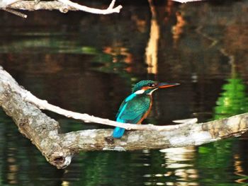 Bird perching on lake