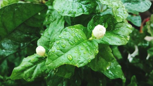 Close-up of wet plant leaves during rainy season