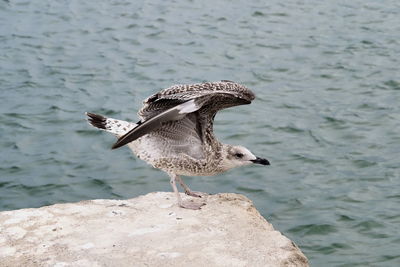 Seagull flying over a sea