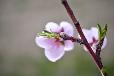 Close-up of flowering plant